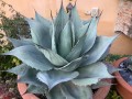 AgaveOvatifolia04.jpg