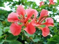 BauhiniaGalpinia02.jpg