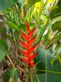 HeliconiaBihai02.jpg