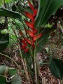 HeliconiaBihai01.jpg