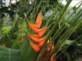 HeliconiaBihai03.jpg