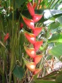 HeliconiaBihai04.jpg