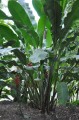 HeliconiaBihai05.jpg