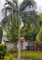 HydriasteleBiakensis01.jpg