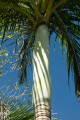 HydriasteleBiakensis02.jpg