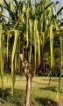 PandanusFurcatus02.jpg