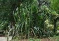 PandanusFurcatus03.jpg