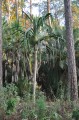 PandanusFurcatus04.jpg