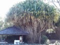 PandanusFurcatus05.jpg