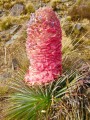 PuyaWeberiana02.jpg