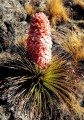 PuyaWeberiana01.jpg