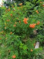 TecomaFulva04.jpg