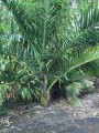 DypsisPrestoniana04.jpg