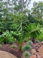 DypsisPrestoniana01.jpg