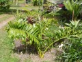 DypsisPrestoniana02.jpg