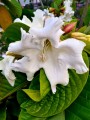 BeaumontiaGrandiflora01.jpg