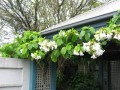 BeaumontiaGrandiflora05.jpg