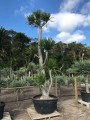 DracaenaCochichinensis01.jpg