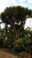 DracaenaCochichinensis03.jpg