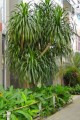 DracaenaCochichinensis02.jpg