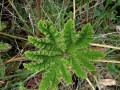 GunneraPilosa02.jpg