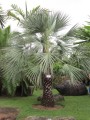 LivistonaAlfredii03.jpg