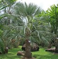 LivistonaAlfredii02.jpg
