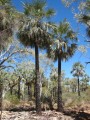 LivistonaAlfredii01.jpg
