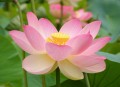 NelumboNucifera02.jpg