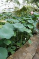 NelumboNucifera01.jpg