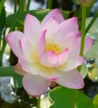 NelumboNucifera03.jpg