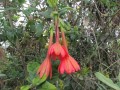 PassifloraAdulterina03.jpg