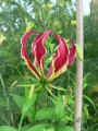 GloriosaRotschildiana02.jpg