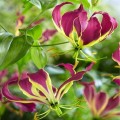 GloriosaCarsonii03.jpg