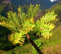 DendroserisPinnata02.jpg