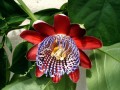 PassifloraAlata02.jpg