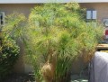 CyperusPapyrus05.jpg
