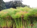 CyperusPapyrus01.jpg
