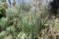 CyperusPapyrus02.jpg
