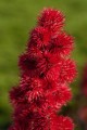 RicinusCommunis02.jpg