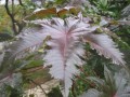 RicinusCommunis04.jpg
