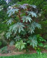 RicinusCommunis05.jpg
