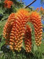 ColvilleaRacemosa01.jpg