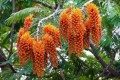 ColvilleaRacemosa02.jpg