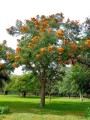 ColvilleaRacemosa03.jpg
