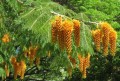 ColvilleaRacemosa04.jpg