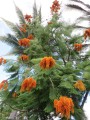 ColvilleaRacemosa05.jpg