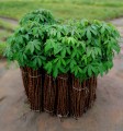 ManihotEsculentaRed05.jpg