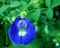 Clitoriaternatea02.jpg