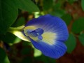 Clitoriaternatea01.jpg